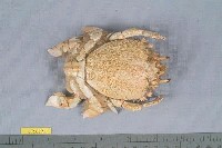 藏品(蛙形蟹)的圖片